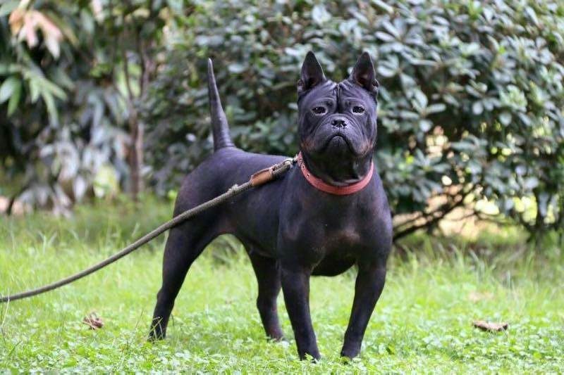 Chongqing Dog