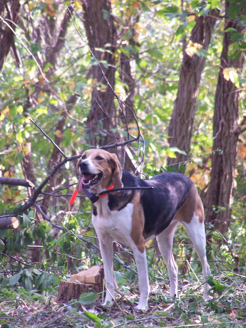Foxhound