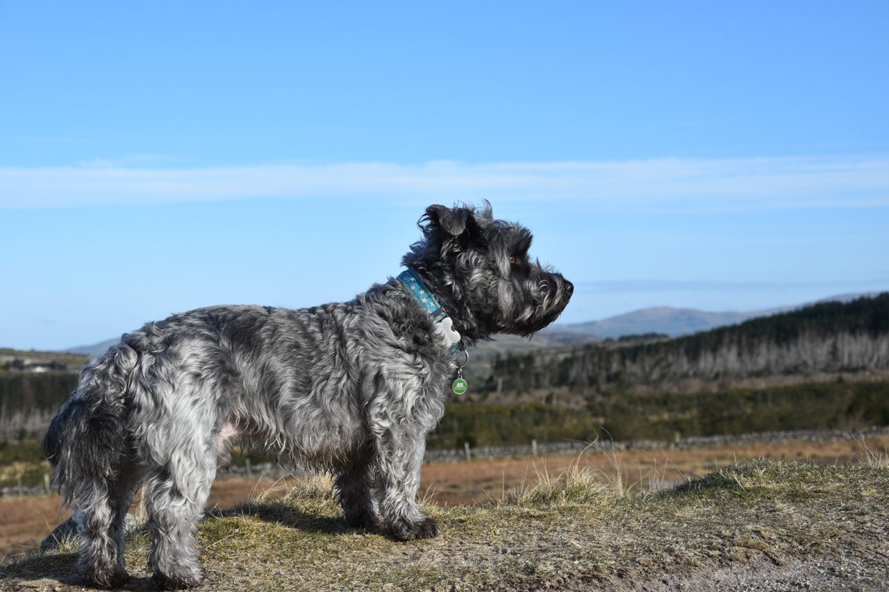 Glen Of Imaal Terrier