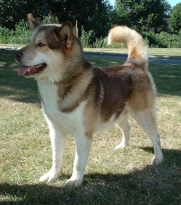 Greenland Sledge Dog