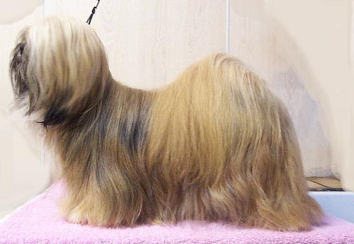 Lhasa Apso Cn