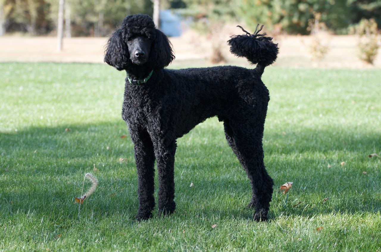 Toy Poodle
