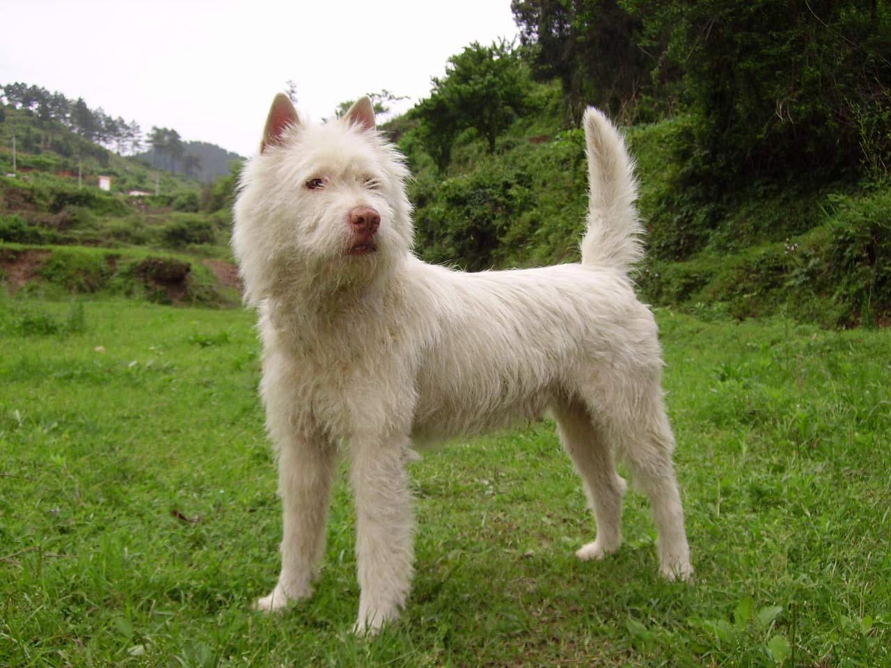 Xiasi Hound